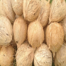 SBJEI-SEMI HUSK COCONUT
